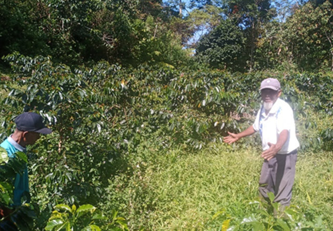 Kopi Solok